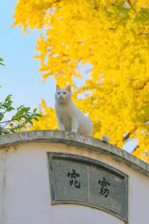 「今日桌布」可愛萌寵
