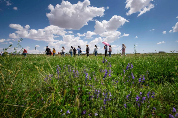 天蒼蒼 野茫茫 塞上草原秋色正好