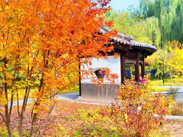北京玉淵潭公園：如詩如畫的秋日美景