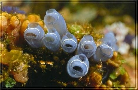 為什麼生物都是大體上對稱的，有沒有不對稱的生物？