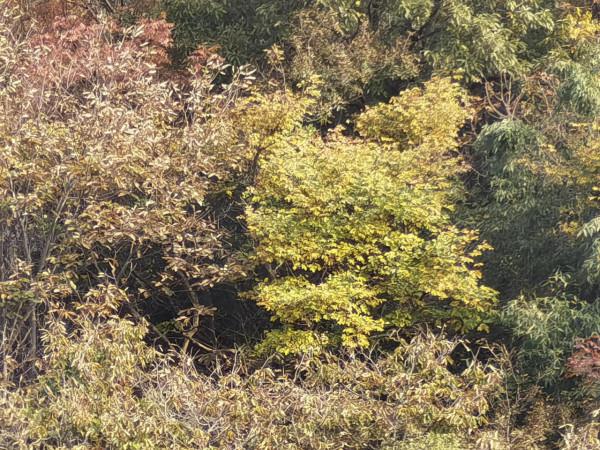 海上山晚秋——贈港校陳君、微友遠洋君