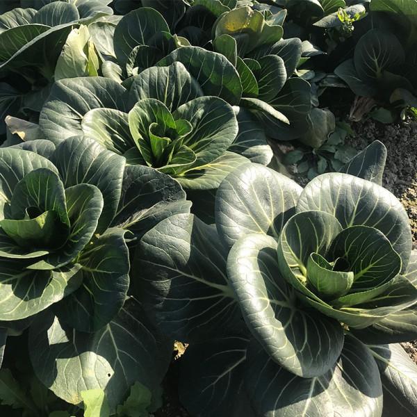 寒露節氣，最適合種植這種小青菜了！口感甜嫩又耐寒