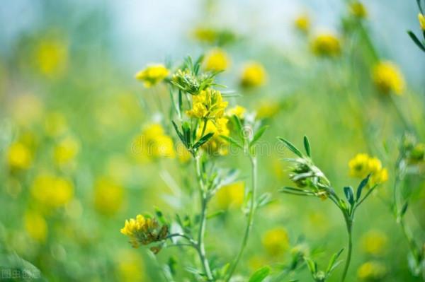 圖片分享一一乎倫貝爾大草原美景