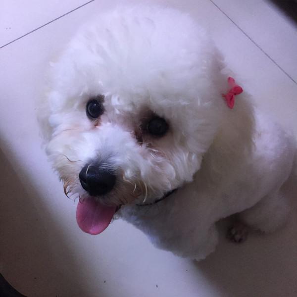 網友問:你會愛上比熊犬,這些撒嬌的方式嗎? 網友問:你會愛上比熊犬,這些撒嬌的方式嗎?