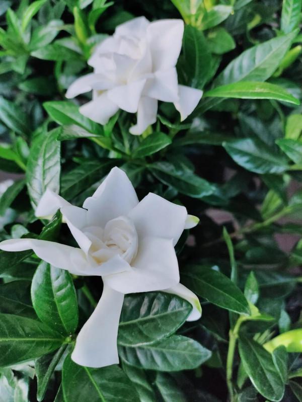 梔子花不會養?教你幾個養護妙招,不黃葉,花開大又香 梔子花不會養?教你幾個養護妙招,不黃葉,花開大又香