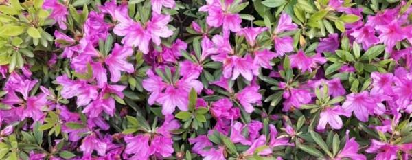 西藏青海六日遊後，我說不想去第二回了，為什麼又去了