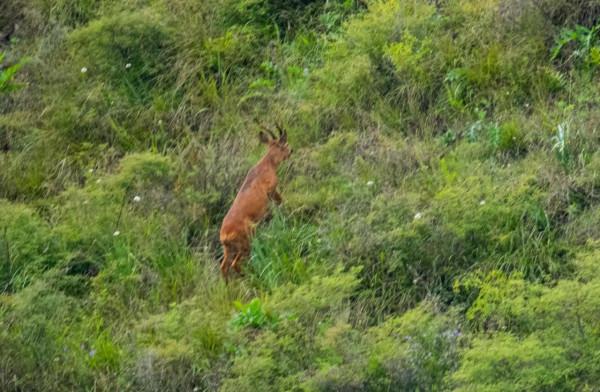 房山區霞雲嶺等地頻現野狍子 房山區霞雲嶺等地頻現野狍子