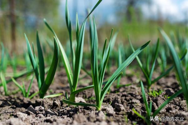 大蒜幾月份下種好？3個種植技巧，能減少病蟲草害，還能提高產量