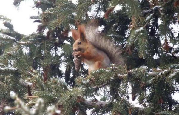 看這些野生動物的冬日“換裝”秀