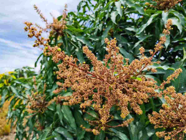 吃了一輩子的水果，還沒見過開花是什麼樣，你見過幾種