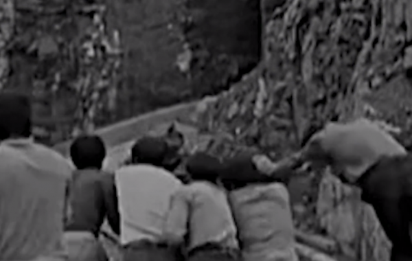 貴州出現“鬼剃頭”現象，村民集體脫髮，專家調查後也開始脫髮