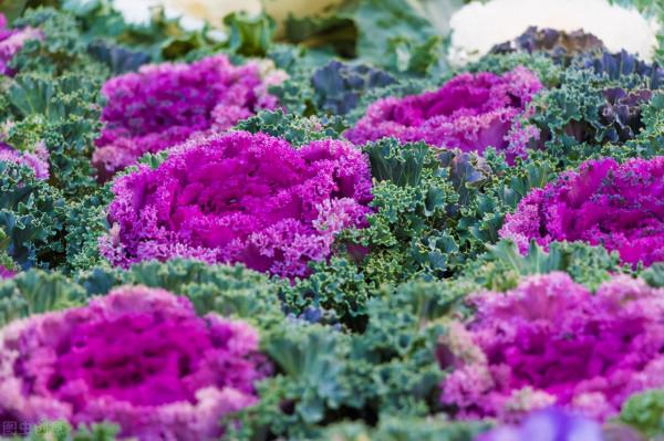 耐寒花草清單,一共14種,有些零下30度凍不死,很適合秋天栽種 耐寒花草清單,一共14種,有些零下30度凍不死,很適合秋天栽種