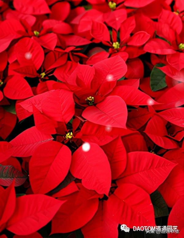 聖誕氣息越發濃烈，挑個盆栽自己整一個聖誕樹