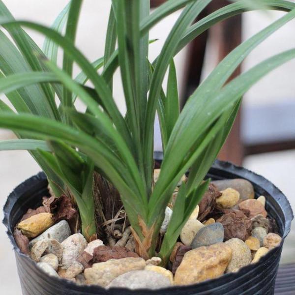 草炭在蘭花中的應用經驗分享,過程詳實圖文並茂,一看就懂了 草炭在蘭花中的應用經驗分享,過程詳實圖文並茂,一看就懂了