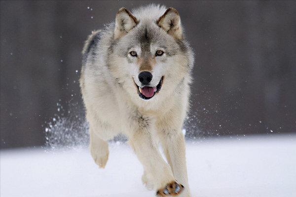 世界上被明令禁養的6大最兇猛的犬種,見到躲遠點!保護好生命 世界上被明令禁養的6大最兇猛的犬種,見到躲遠點!保護好生命