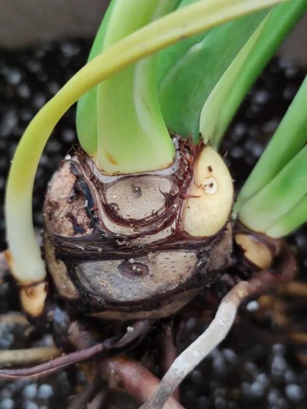 什麼是龍鱗春雨? 什麼是龍鱗春雨?