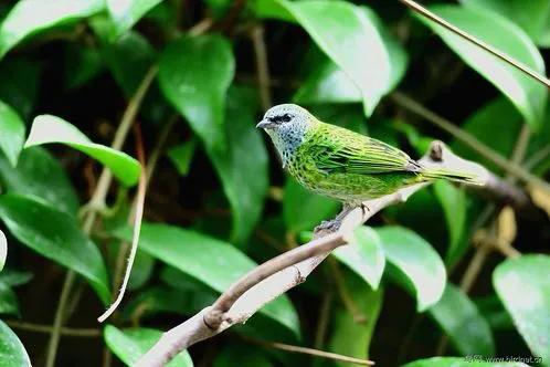 唐加拉雀集合，30只小小鳥