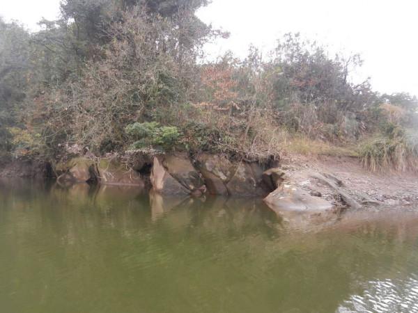 為何說野釣鯉一定要找坎，看完這幾點就明白了