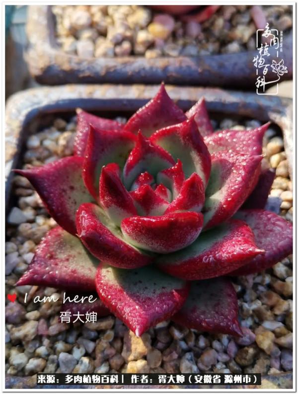 因多肉遇見滿滿的愛和美好，有多肉相伴，歲月生香