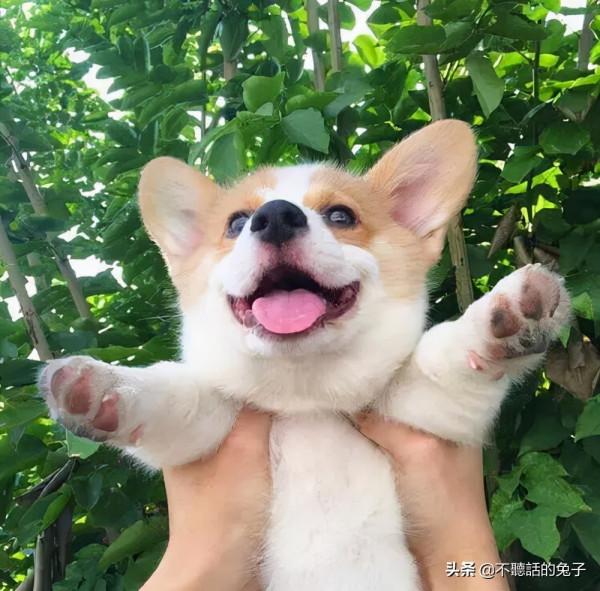 細數柯基七大罪狀