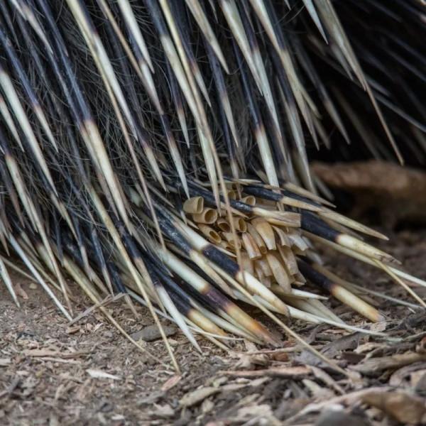 保暖、當板凳、傳遞資訊、警告迷惑……動物尾巴功能大展示