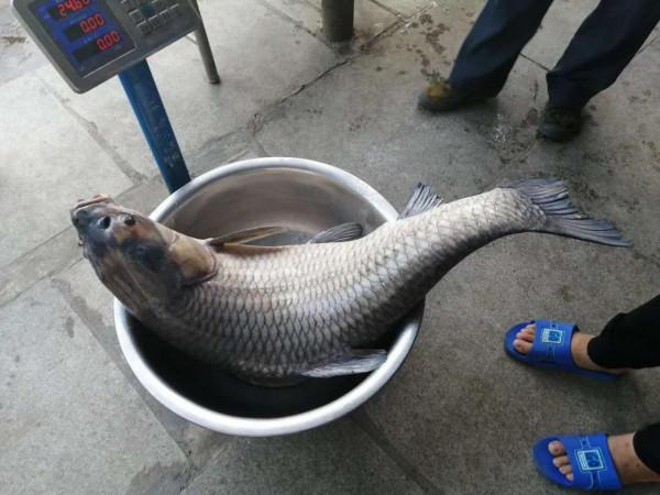 淺談野釣水底地形，這幾種就是能藏魚和聚魚