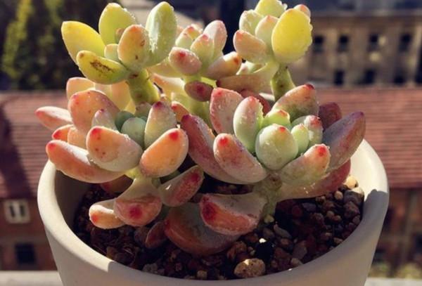 別緻的養花容器:枯木、塑膠瓶,處理到位顏值堪比藝術品 別緻的養花容器:枯木、塑膠瓶,處理到位顏值堪比藝術品