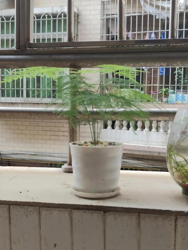 RealmeGt2 Pro親身體驗感受，非專業測評