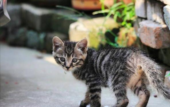 我本是寒冬裡艱難的流浪貓，但感謝命運的安排，讓我遇見了她