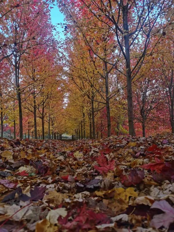 大連美麗的紅楓葉林