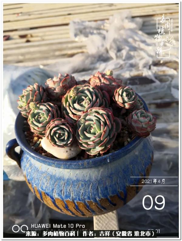 時光清淺,取些許美好,與多肉相伴,守一份心淨 時光清淺,取些許美好,與多肉相伴,守一份心淨