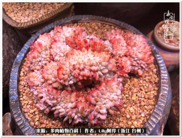 多肉是一個人的狂歡，小城多肉花壇準備出道啦