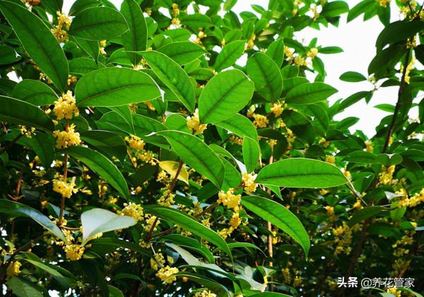 桂花的十大雅稱，你中意哪一個？