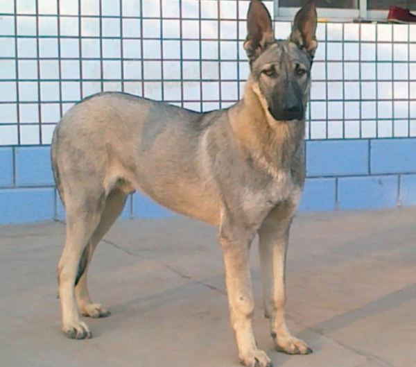 為什麼一般人都不養狼青犬，看完這幾點你就知道