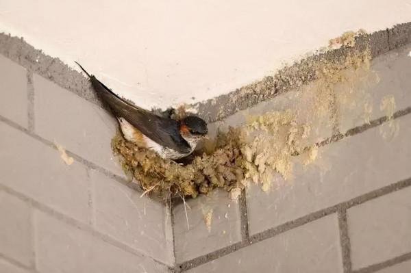 在農村，為什麼有的人家有燕子有的人家卻沒有？主要有兩個原因