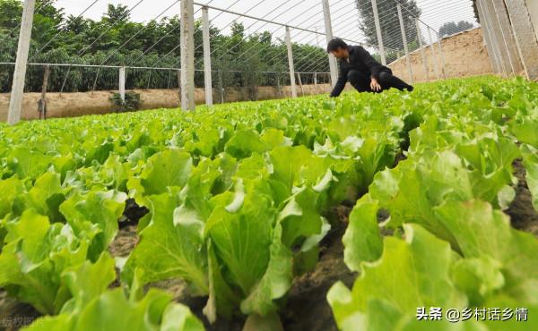 種蔬菜少有人用過的六個土方法,經濟實惠,比施肥噴藥還管用 種蔬菜少有人用過的六個土方法,經濟實惠,比施肥噴藥還管用