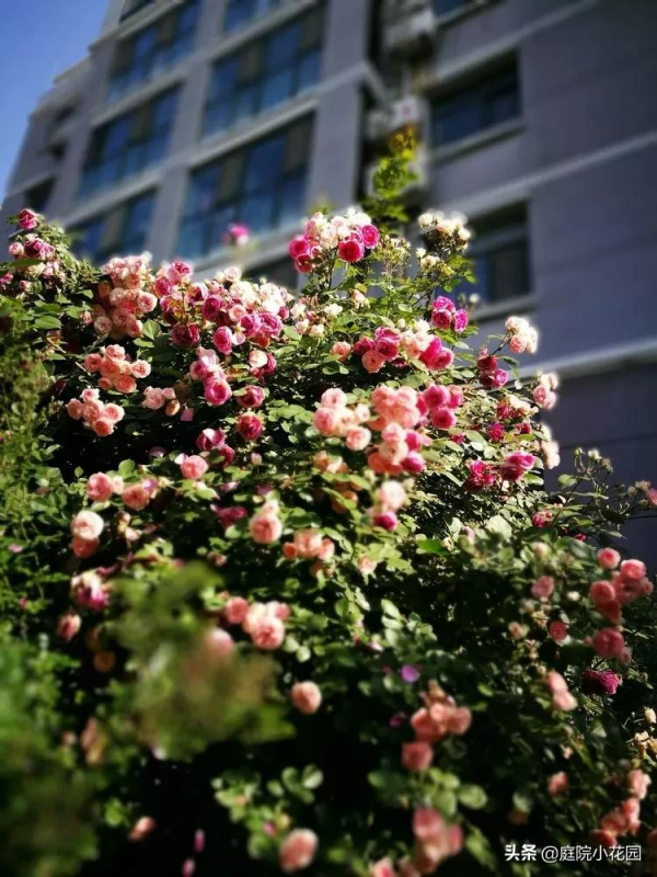 這樣的小院就是我夢想中的花園