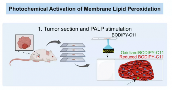 西湖大學學者研發鐵死亡新技術，實現鐵死亡藥物的個體化高效治療