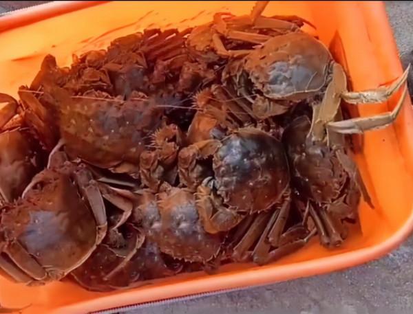 江蘇泰州女婿到老丈人家過節，準備去釣魚，沒想到釣了一桶螃蟹