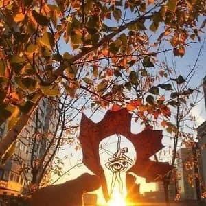 一葉知秋,一葉一世界 一葉知秋,一葉一世界