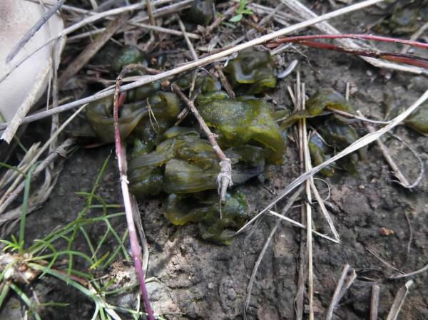 農村這種野菜下雨後就出現,太陽一曬就消失,城裡賣到40元一斤 農村這種野菜下雨後就出現,太陽一曬就消失,城裡賣到40元一斤