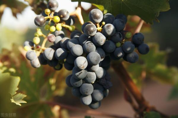 中秋節來臨,這8種“秋果”要多吃,一家人團圓必備,潤肺降秋燥 中秋節來臨,這8種“秋果”要多吃,一家人團圓必備,潤肺降秋燥