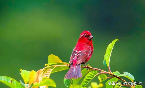 極品紅色鳥&mdash;&mdash;酒紅朱雀