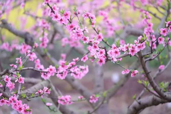 今年賞桃花，千萬別錯過大英&CenterDot;宋井桃源！