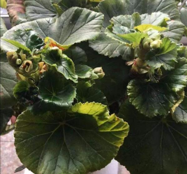 7種“吉利花”，客廳養最適合，常年不見光，也能花不斷