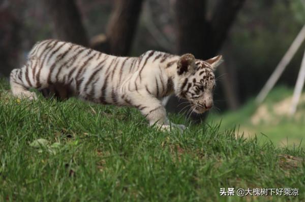 北京野生動物園的小老虎太萌、太可愛