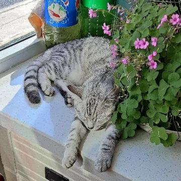 我家二毛美眉的日常（睡覺篇）