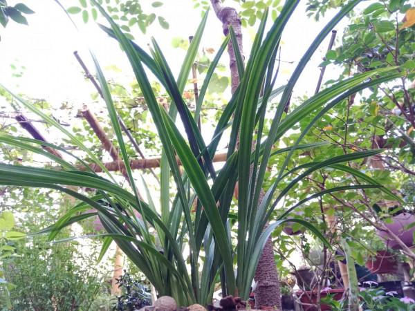 #陽臺小花園#又添新品種