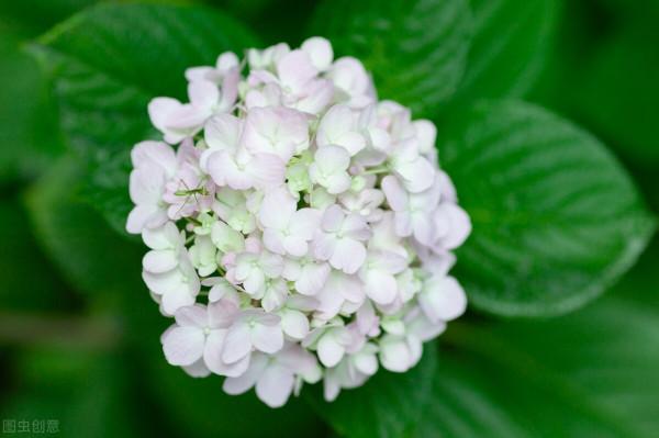 植株“中暑”如何救治？教你從4個方面出手，分分鐘“妙手回春”