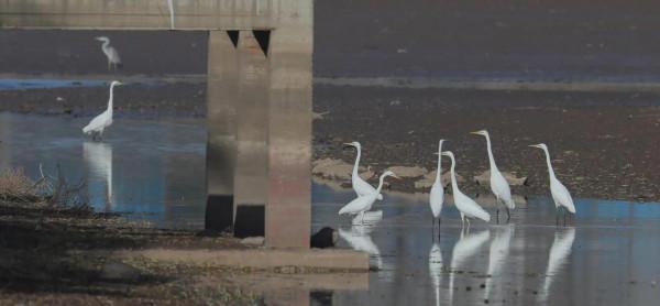 都是國寶和國保!山西汾河沿岸的精靈 都是國寶和國保!山西汾河沿岸的精靈